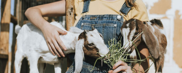 vacances à la ferme